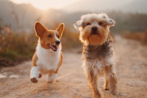 Vacances avec animaux