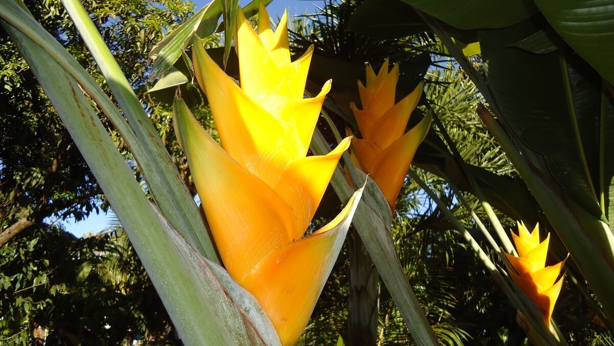 La Case Floria — 3