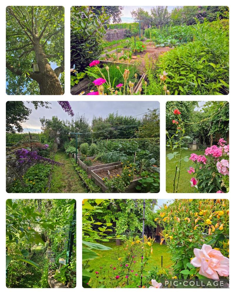 La Vigne Vierge — 3